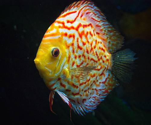 yellow and white angel fish with black background